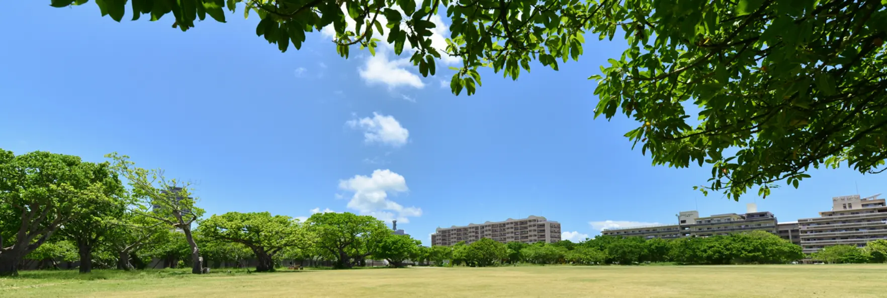 緑豊かな公園